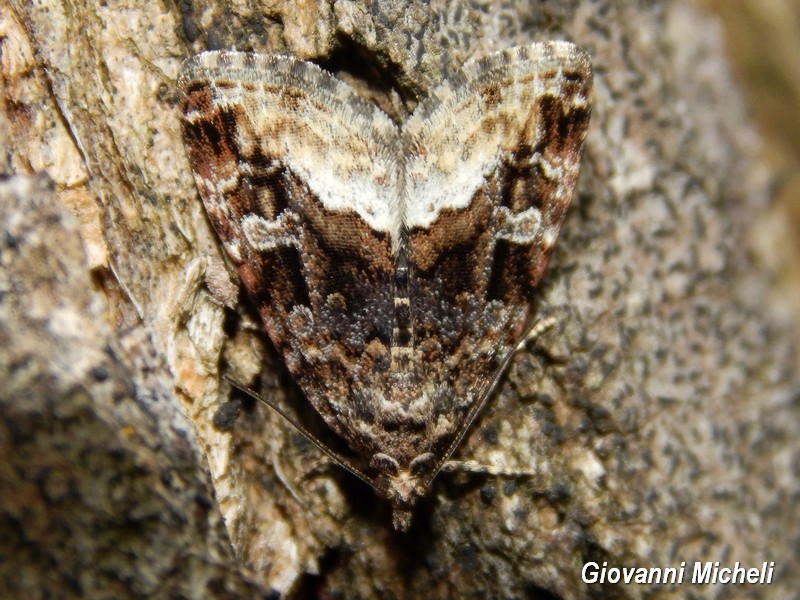 Deltote (Protodeltote) pigarga, Noctuidae